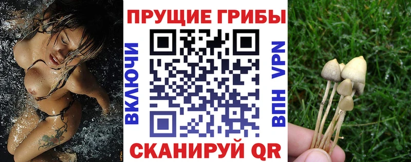 Псилоцибиновые грибы Magic Shrooms  ОМГ ОМГ ССЫЛКА  Северская  наркотики 